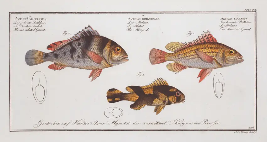 1. Anthias lineatus, The lineated Grunt; 2. Anthias orientalis, The Mongrel; 3. Anthias maculatus, The maculated Grunt. (1785-1797)